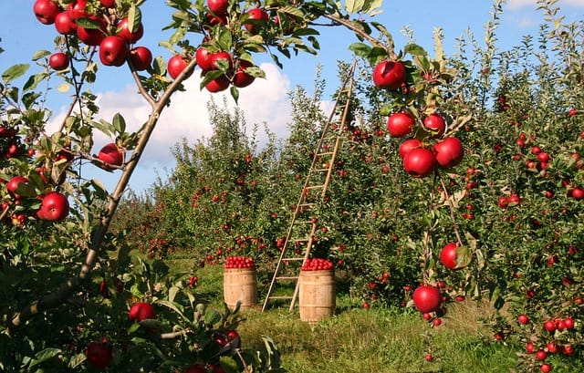 En komplet guide til espaliering af æbletræer